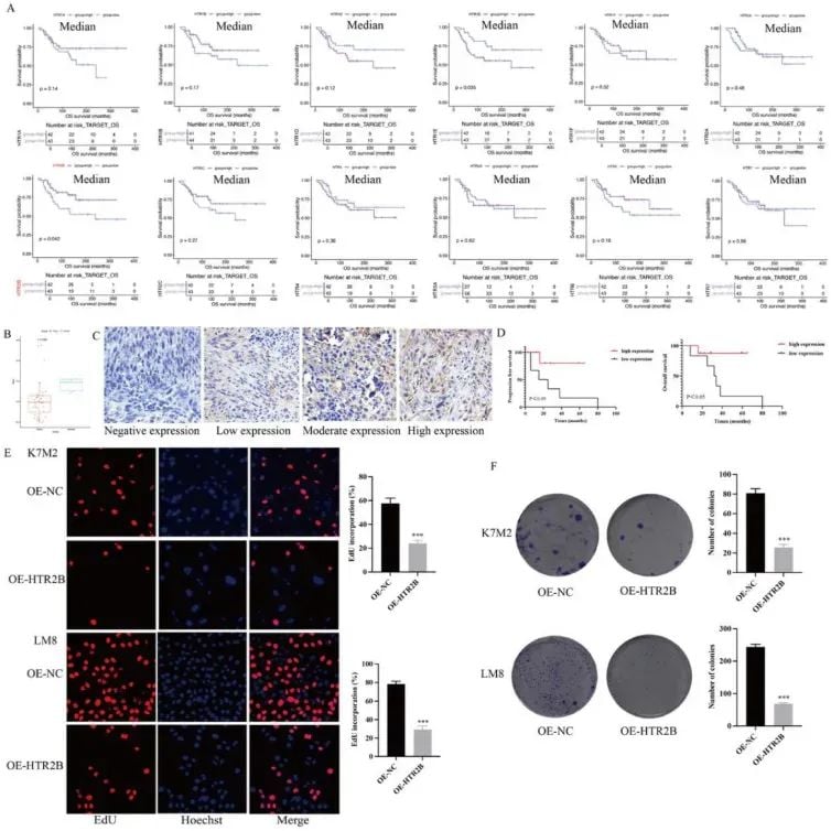 骨肉瘤治疗新突破:HTR2B靶点如何抑制肿瘤并增强免疫? 2 图片