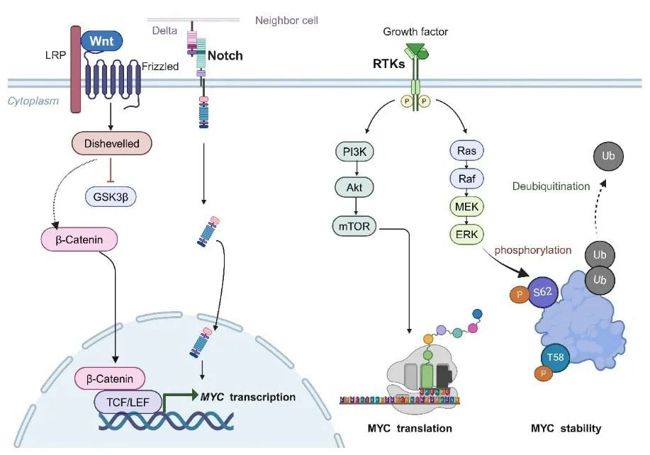 MYC基因与癌症:靶向治疗的挑战、进展及潜在策略 2 图片