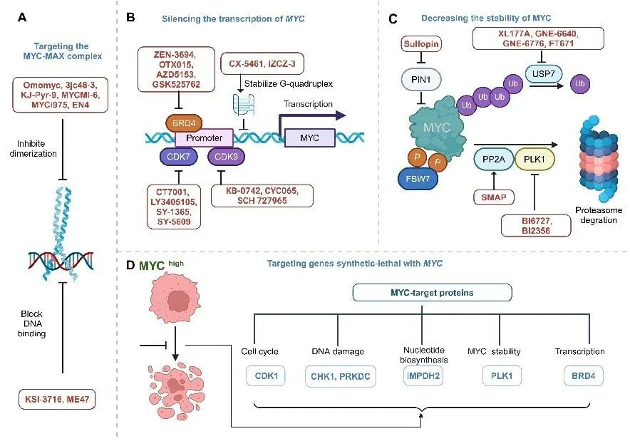 MYC基因与癌症:靶向治疗的挑战、进展及潜在策略 3 图片