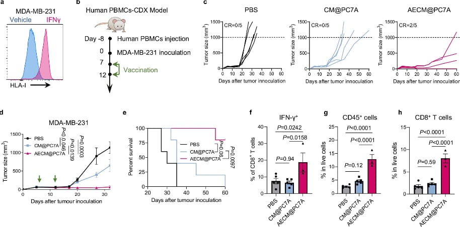 个性化癌症疫苗新进展:干扰素-γ如何增强肿瘤抗原呈递,助力精准免疫治疗 2 图片