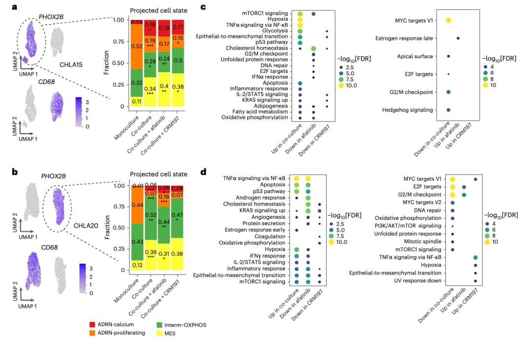 揭秘高危神经母细胞瘤化疗耐药:肿瘤微环境重塑与HB-EGF的关键作用 6 图片