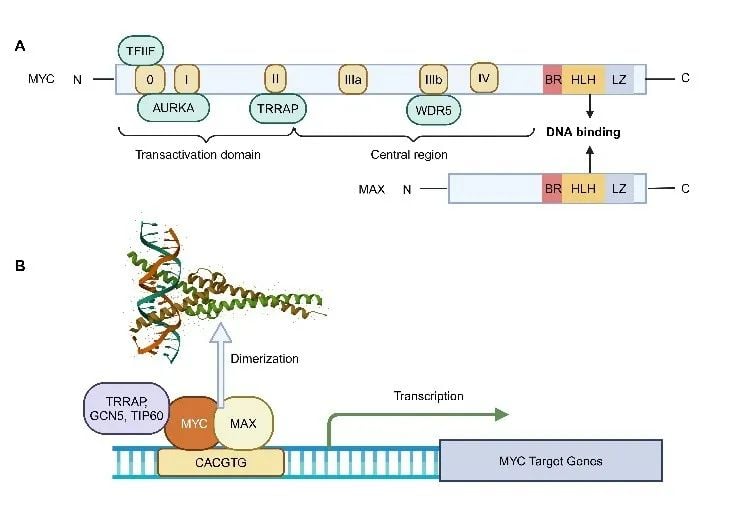 MYC基因与癌症:靶向治疗的挑战、进展及潜在策略 1 图片