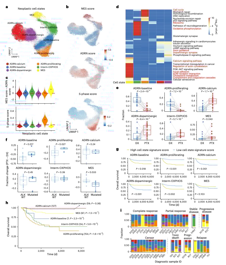 揭秘高危神经母细胞瘤化疗耐药:肿瘤微环境重塑与HB-EGF的关键作用 3 图片
