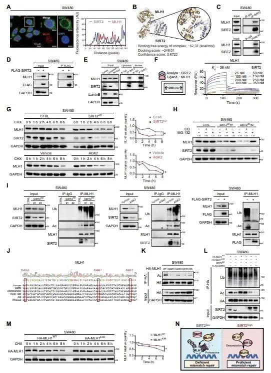 AGK2新策略:破解pMMR结直肠癌免疫耐药,联合抗PD-1疗法前景广阔 4 图片