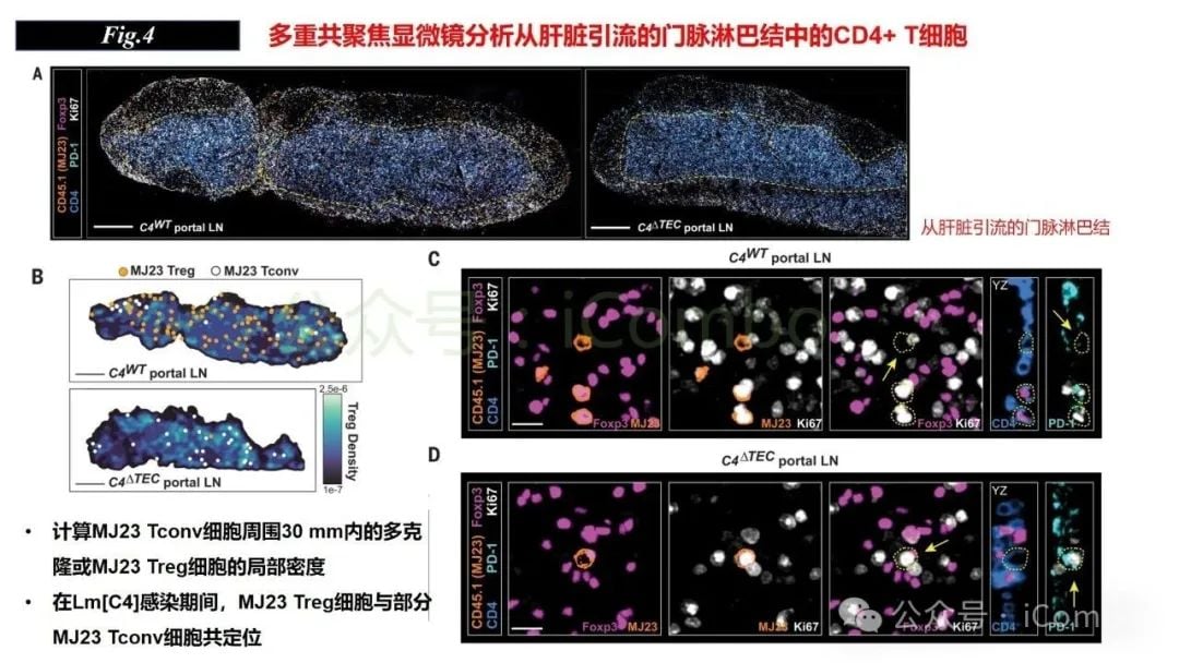 感染与自身免疫:调节性T细胞(Treg)如何守护机体平衡? 16 图片