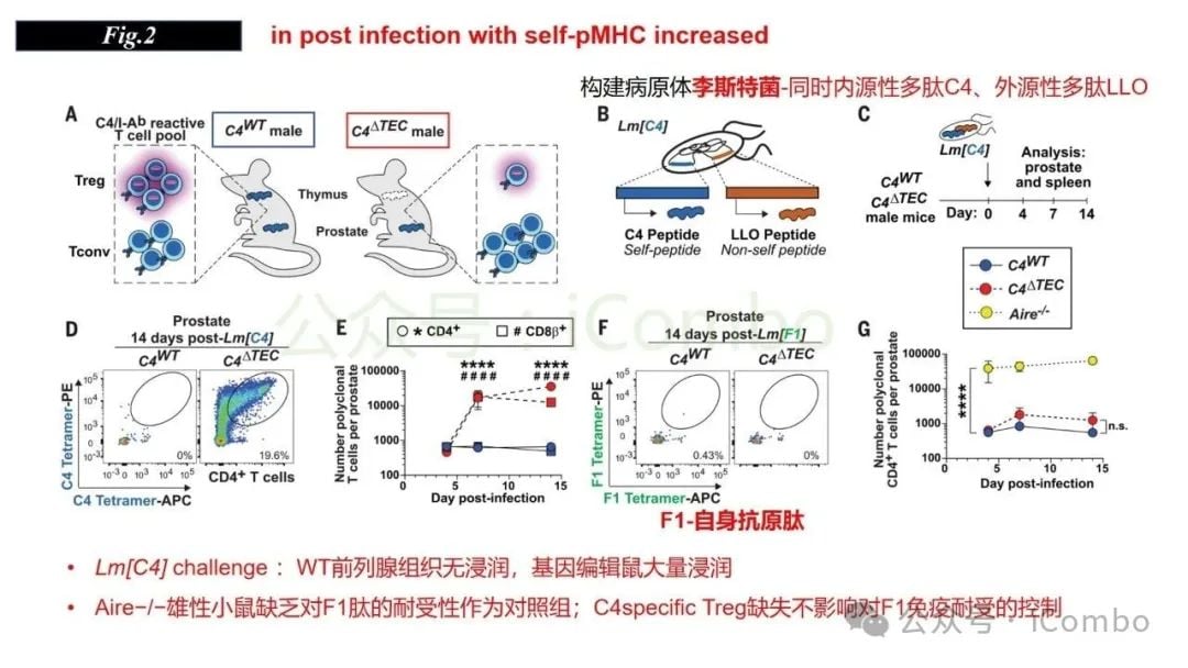 感染与自身免疫:调节性T细胞(Treg)如何守护机体平衡? 11 图片