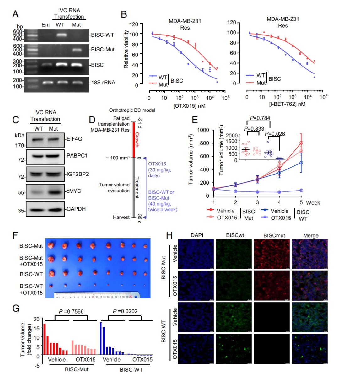 三阴性乳腺癌BET抑制剂耐药新突破:环状RNA联合疗法有效克服耐药性 2 图片