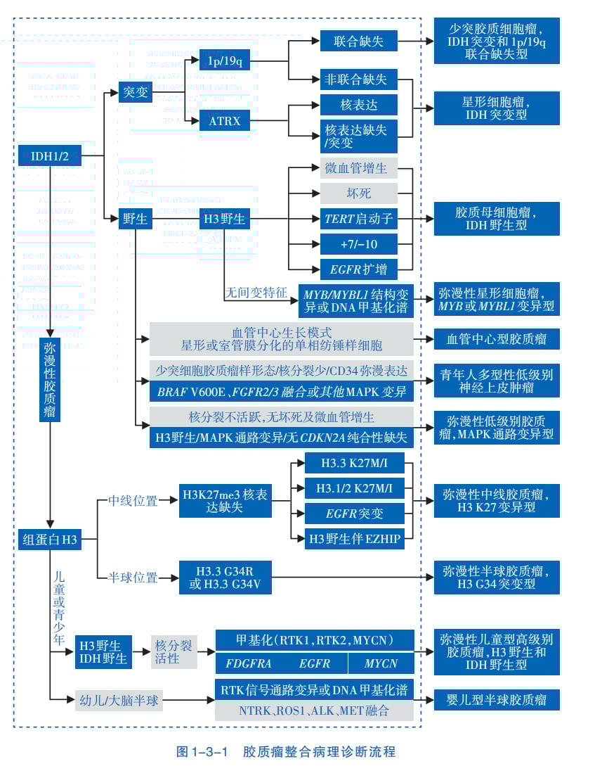 脑胶质瘤等中枢神经系统肿瘤治疗前,为何必须做基因检测? 1 图片