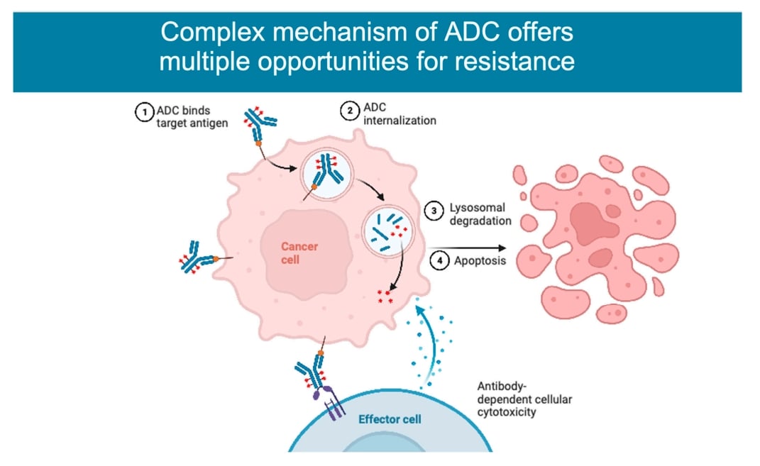 ADC药物(如T-DM1)为什么会失效?深度解析三大耐药机制与应对策略 1 图片