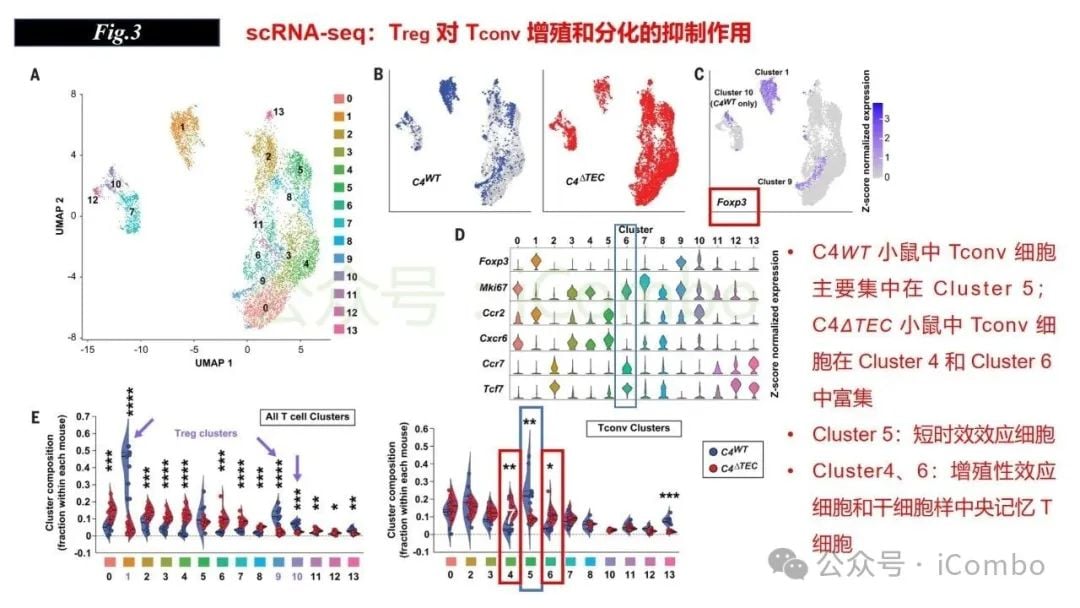 感染与自身免疫:调节性T细胞(Treg)如何守护机体平衡? 14 图片