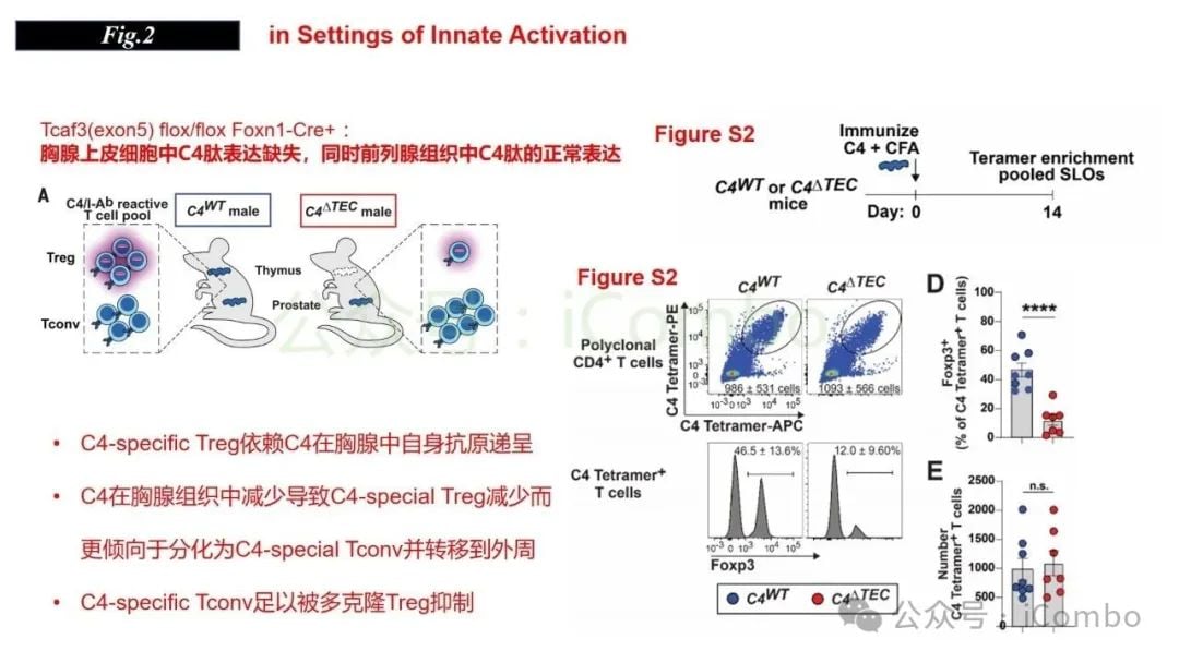 感染与自身免疫:调节性T细胞(Treg)如何守护机体平衡? 8 图片