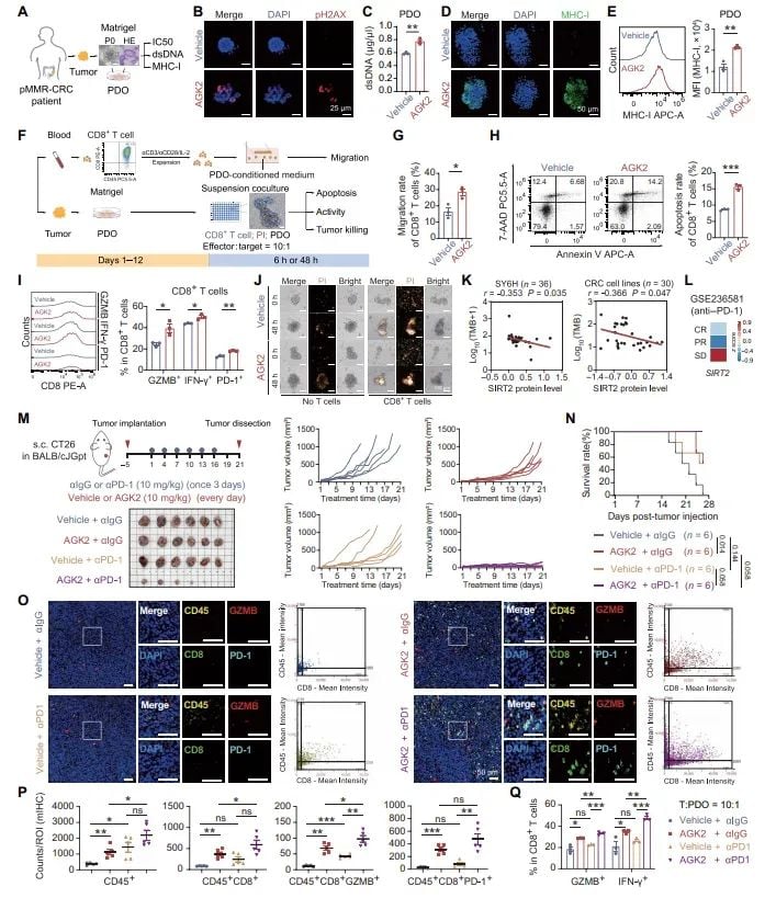 AGK2新策略:破解pMMR结直肠癌免疫耐药,联合抗PD-1疗法前景广阔 8 图片