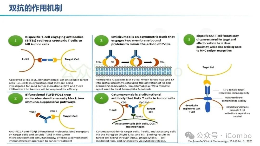 癌症治疗新突破:双特异性抗体(双抗)作用机制与药物全解析 8 图片