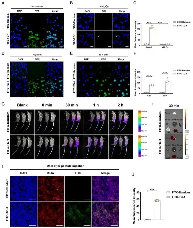 B细胞非霍奇金淋巴瘤治疗新突破:新靶点CD30L与靶向肽TG-1的治疗前景 2 图片