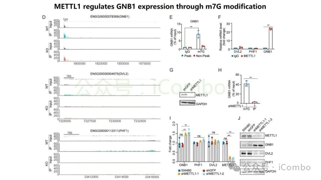 结直肠癌肝转移新突破:GNB1基因或成免疫治疗关键靶点 13 图片