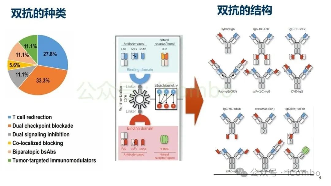 癌症治疗新突破:双特异性抗体(双抗)作用机制与药物全解析 6 图片