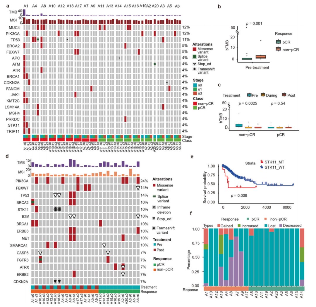 宫颈癌新辅助治疗重大进展:替雷利珠单抗联合化疗pCR率达66.7% 3 图片