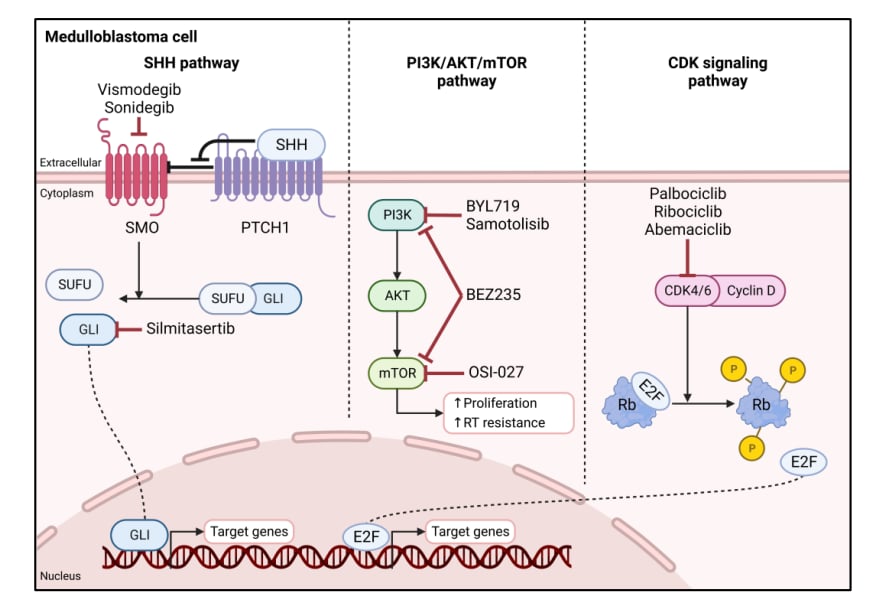 脑胶质瘤等中枢神经系统肿瘤治疗前,为何必须做基因检测? 21 图片