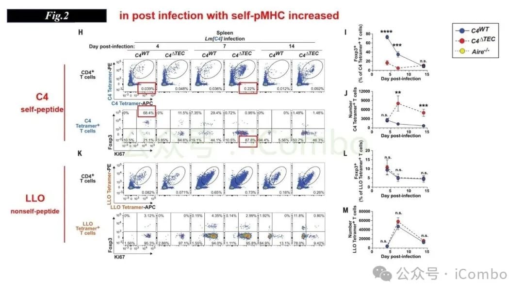 感染与自身免疫:调节性T细胞(Treg)如何守护机体平衡? 12 图片