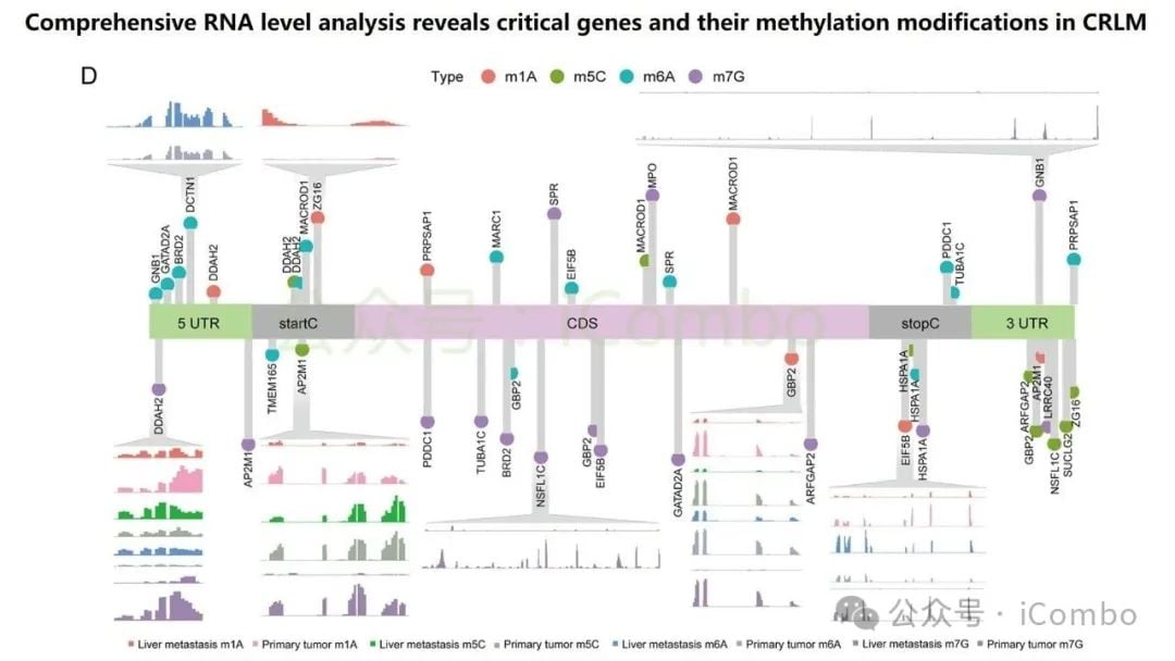 结直肠癌肝转移新突破:GNB1基因或成免疫治疗关键靶点 9 图片