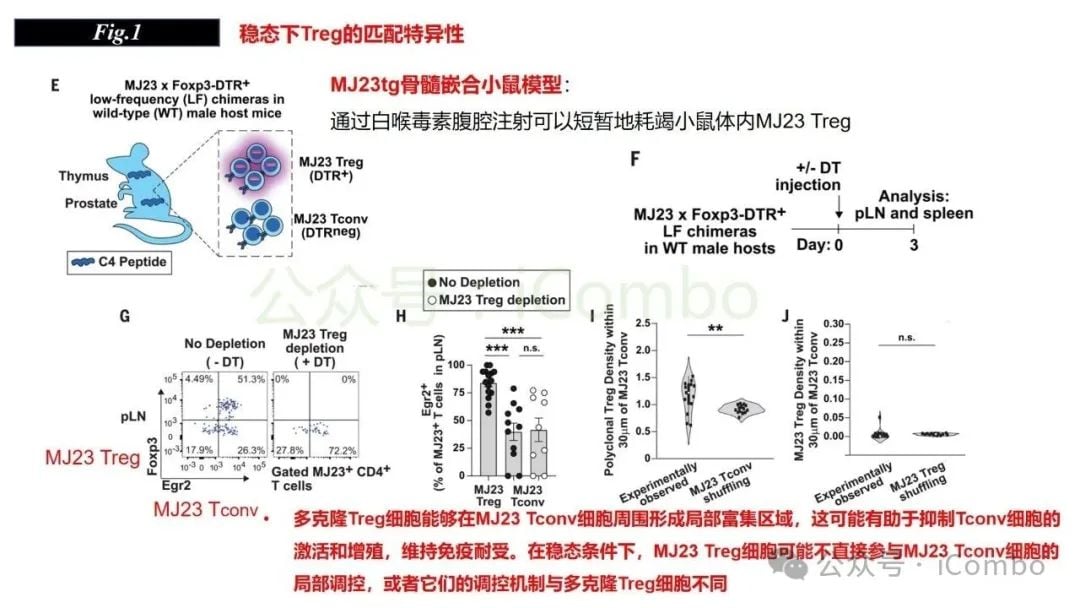 感染与自身免疫:调节性T细胞(Treg)如何守护机体平衡? 6 图片