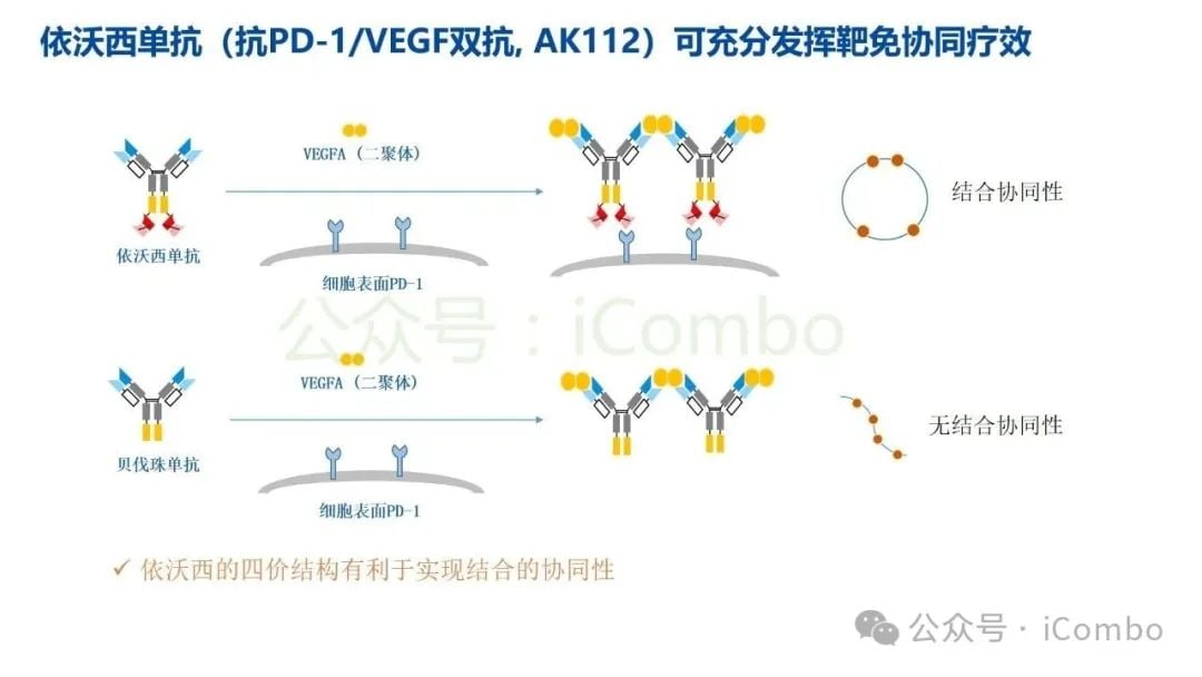 癌症治疗新突破:双特异性抗体(双抗)作用机制与药物全解析 26 图片