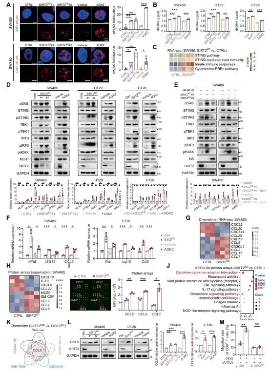 AGK2新策略:破解pMMR结直肠癌免疫耐药,联合抗PD-1疗法前景广阔 5 图片