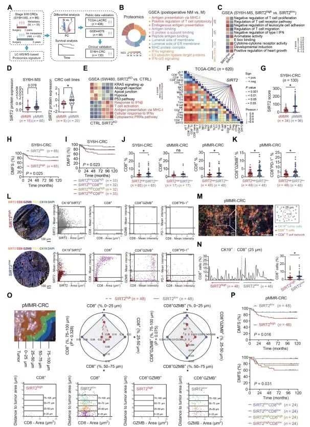 AGK2新策略:破解pMMR结直肠癌免疫耐药,联合抗PD-1疗法前景广阔 2 图片