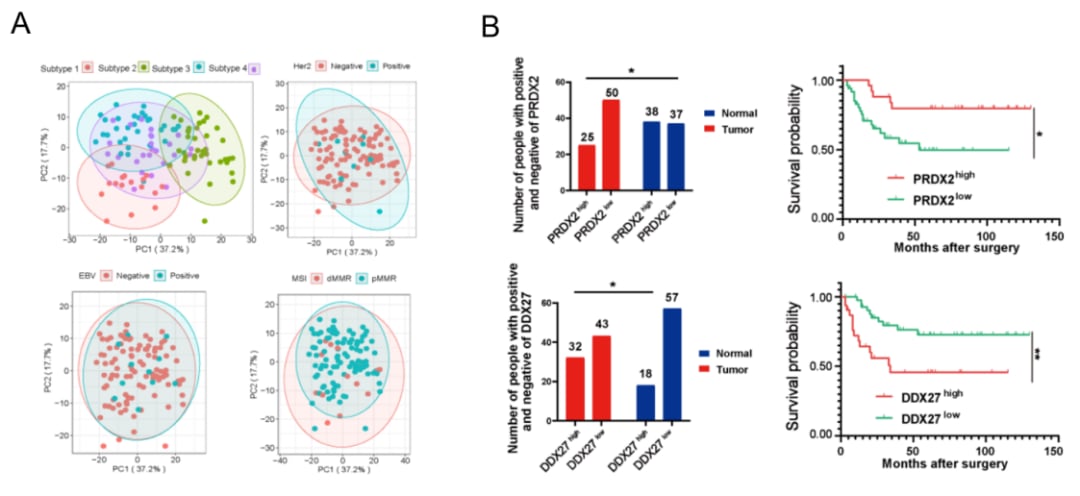 胃印戒细胞癌治疗新突破:来那替尼或成“无药可用”患者新希望 3 图片