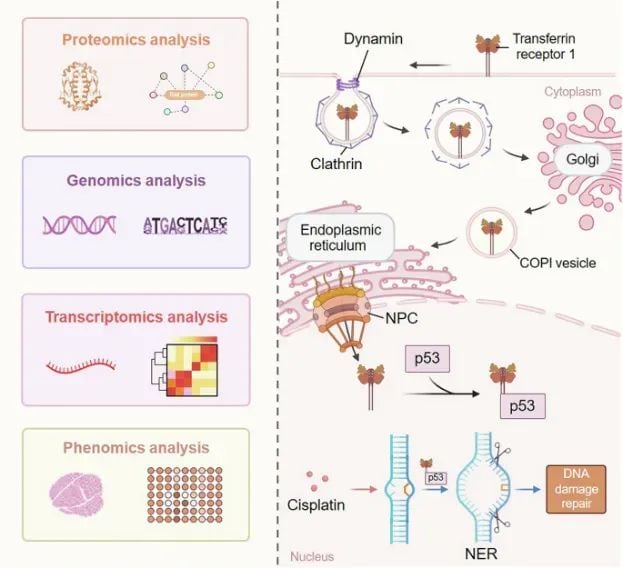 转铁蛋白受体1(TfR1)与p53相互作用:揭示结直肠癌进展新机制 2 图片