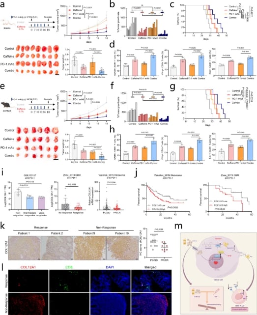 结直肠癌治疗新突破:咖啡因可显著提升PD-1免疫疗法疗效 2 研究图示:咖啡因能够增强PD-1抗体免疫疗法的效果