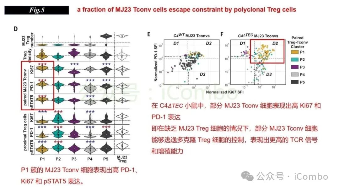 感染与自身免疫:调节性T细胞(Treg)如何守护机体平衡? 19 图片