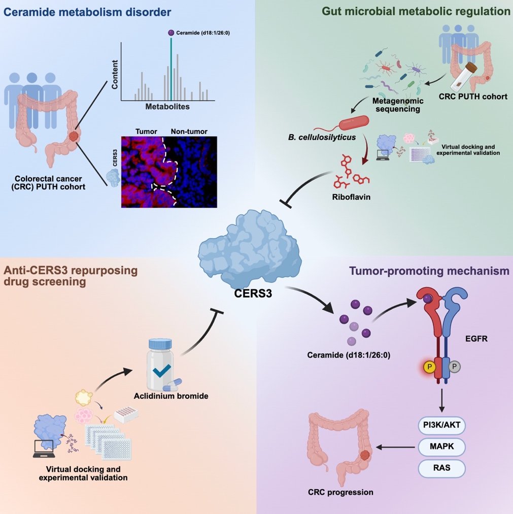 肠道健康新发现:核黄素如何靶向CERS3,为结直肠癌治疗开辟新道路? 1 图片