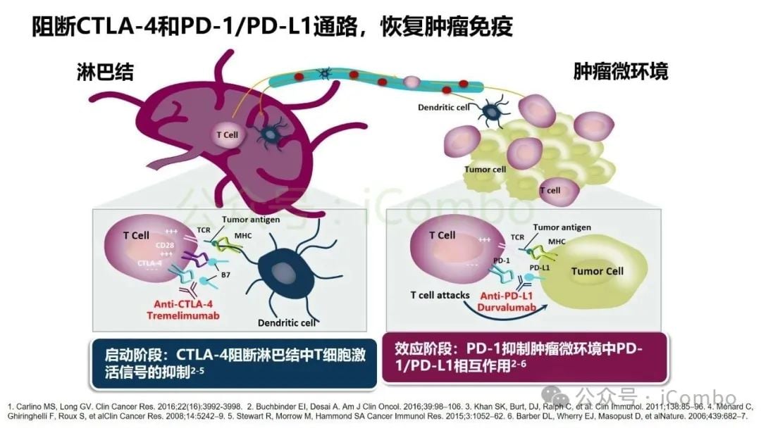 癌症治疗新突破:双特异性抗体(双抗)作用机制与药物全解析 12 图片