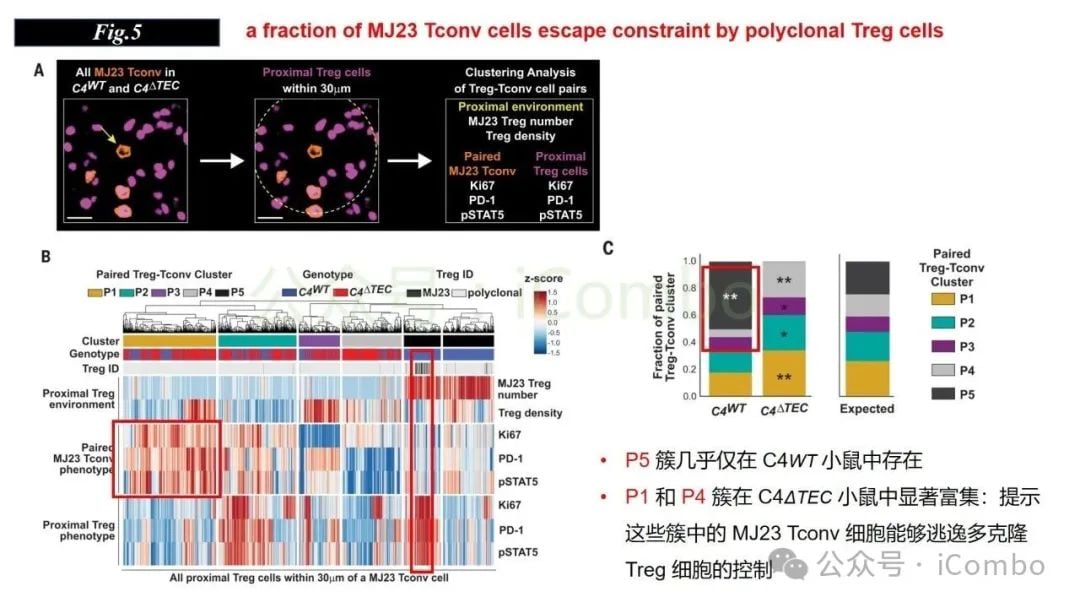 感染与自身免疫:调节性T细胞(Treg)如何守护机体平衡? 18 图片