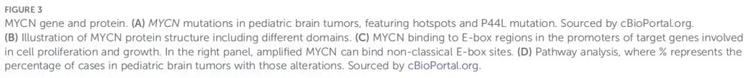 MYCN基因扩增:儿童脑肿瘤的“幕后黑手”与靶向治疗新希望 6 图片