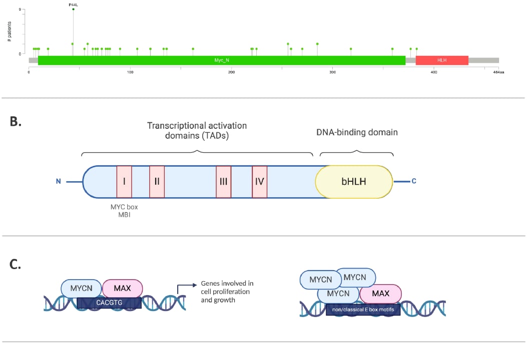 MYCN基因扩增:儿童脑肿瘤的“幕后黑手”与靶向治疗新希望 4 图片