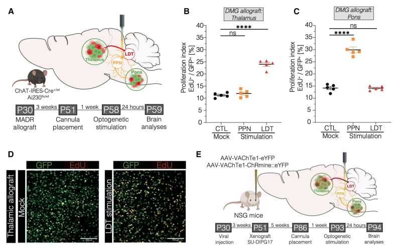 H3K27M弥漫性中线胶质瘤治疗新希望:Cell揭示中脑胆碱能通路M1R/M3R靶向潜力 2 图片