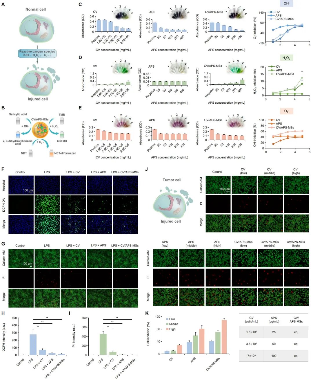 黄芪多糖与小球藻:癌症免疫治疗增效减毒的新策略 4 0e53d96ceb824f4fa7c1b7268cdfb84f-kDty3KR