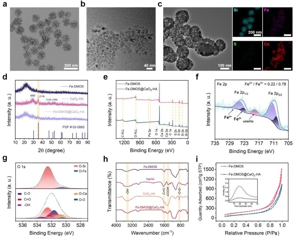 新型纳米复合物Fe-DMOS诱导肿瘤铁死亡,联合免疫治疗抗癌新突破 2 图片