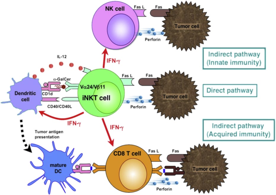 iNKT细胞疗法:肝癌治疗新突破,治愈率或提升5倍! 2 图片