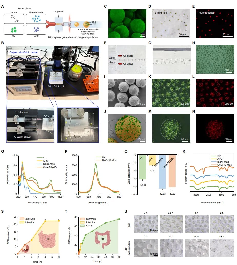 黄芪多糖与小球藻:癌症免疫治疗增效减毒的新策略 3 3ec55a788a8043c3a5c4aeebb7e74aa1-JHZ9nxu