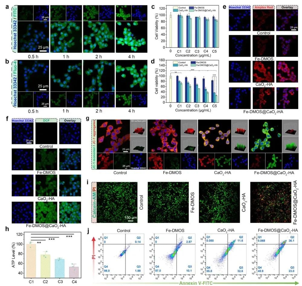 新型纳米复合物Fe-DMOS诱导肿瘤铁死亡,联合免疫治疗抗癌新突破 4 图片