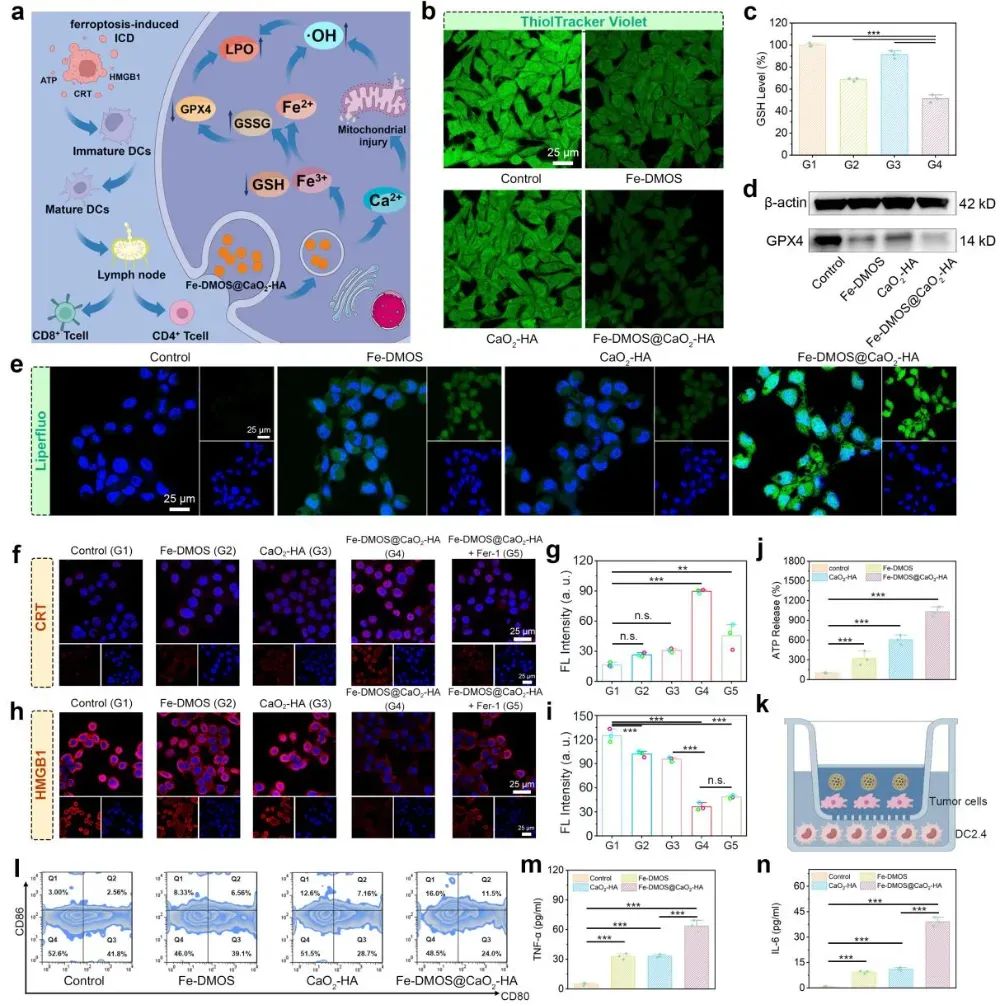 新型纳米复合物Fe-DMOS诱导肿瘤铁死亡,联合免疫治疗抗癌新突破 5 图片