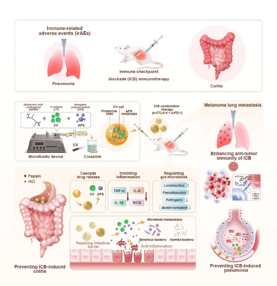 黄芪多糖与小球藻:癌症免疫治疗增效减毒的新策略 2 849c457da8e3404caa136ec4562bd87d-KQLhrq3