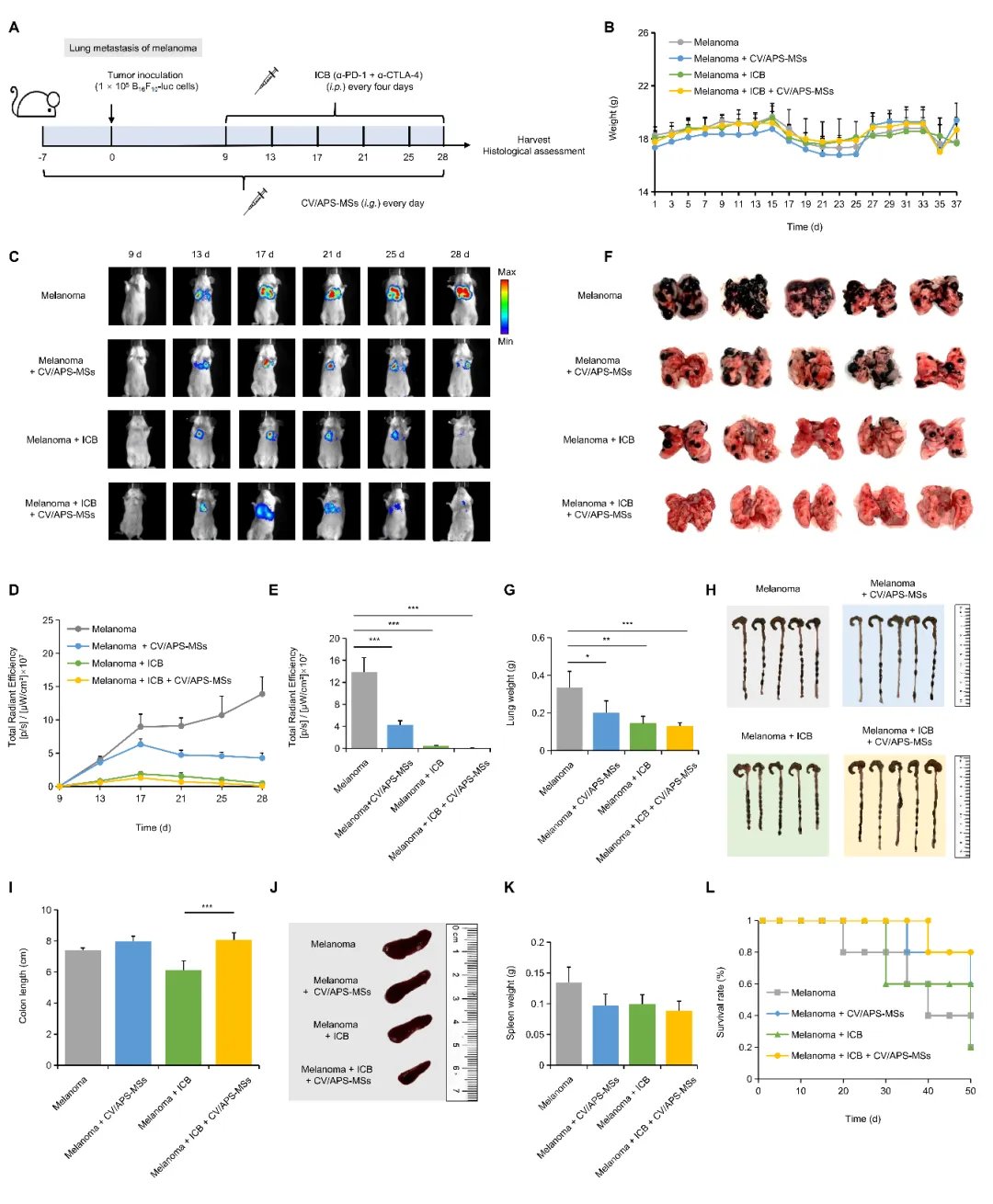 黄芪多糖与小球藻:癌症免疫治疗增效减毒的新策略 5 91a48c2e50f04f56be0d7de8ee8c9052-RdBsAOs