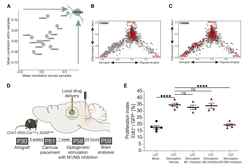 H3K27M弥漫性中线胶质瘤治疗新希望:Cell揭示中脑胆碱能通路M1R/M3R靶向潜力 3 图片