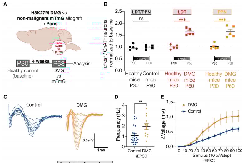 H3K27M弥漫性中线胶质瘤治疗新希望:Cell揭示中脑胆碱能通路M1R/M3R靶向潜力 4 图片