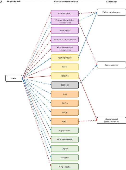 颠覆认知:并非所有脂肪都致癌!研究揭示肝脏脂肪与腹部脂肪对肝癌、乳腺癌风险的截然不同影响 5 图片