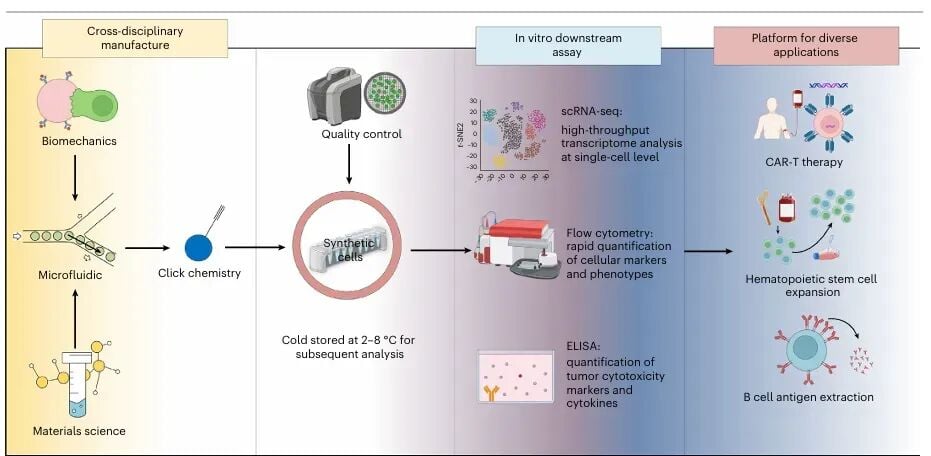 CAR-T疗法新进展:合成细胞技术如何增强T细胞抗癌持久力? 5 图片